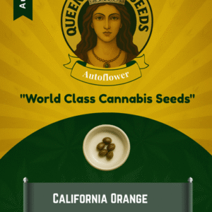 California Orange Autoflowering Marijuana Seeds