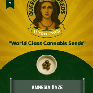 Amnesia Haze Autoflowering Marijuana Seeds