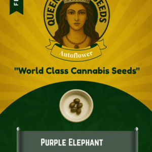 Purple Elephant Feminized Seeds