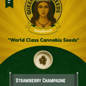 Strawberry Champagne Feminized Seeds