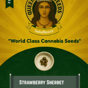 Strawberry Sherbet Feminized Seeds